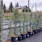 Cypruštek arizónsky (Cupressus arizonica) ´FASTIGIATA´ - výška 120-130 cm, kont. C9L